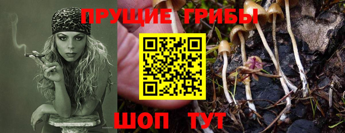Гусь-Хрустальный  где купить наркоту  Вход с VPN  Галлюциногенные грибы Psilocybe  Галлюциногенные грибы Cubensis 